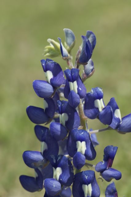 Texas Bluebonnet closeup Texas bluebonnet