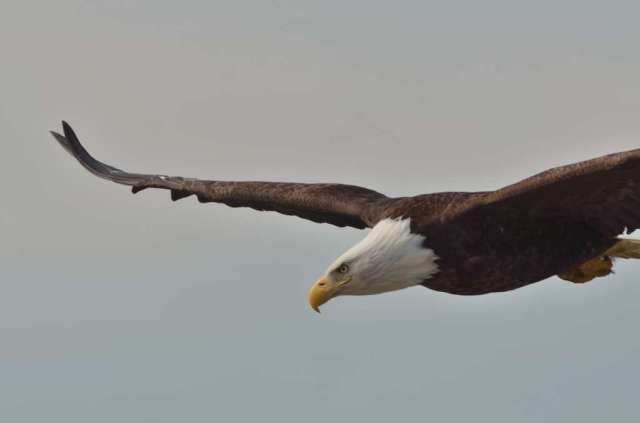 Mature eagle in fight