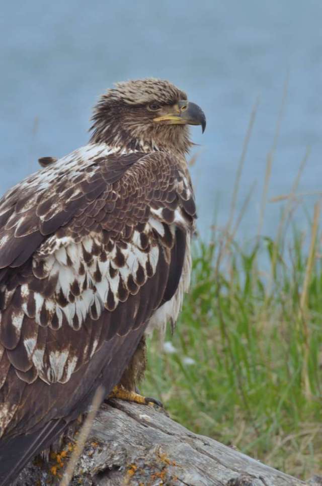 immature eagle