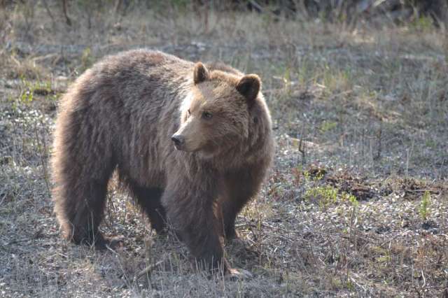 Grizzly Bear