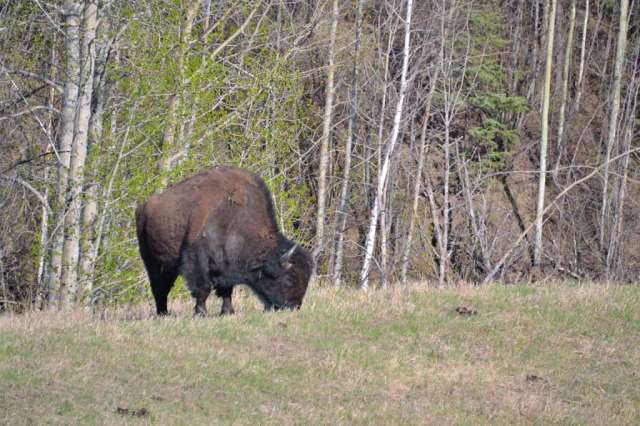 Wood bison