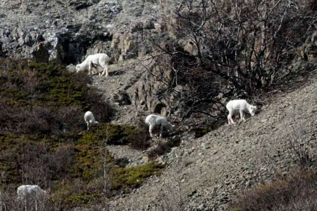 Dall sheep ewes and lambs Dall sheep ewes and lambs