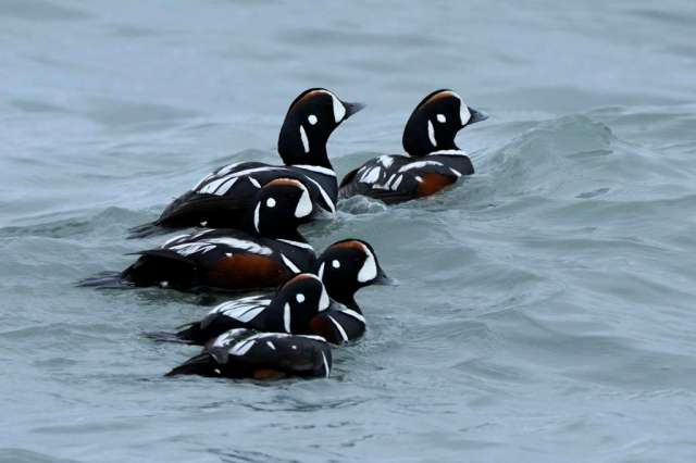 Ducks floating on Resurrection Bay at Seward, AK. Ducks floating on Resurrection Bay at Seward, AK.
