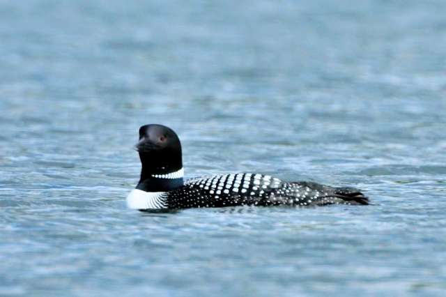Loon on Arc Lake near Soldotna, AK
