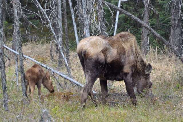 Moose & Calf imitating momma.