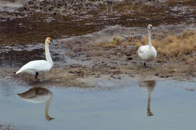 Trumpeter Swans