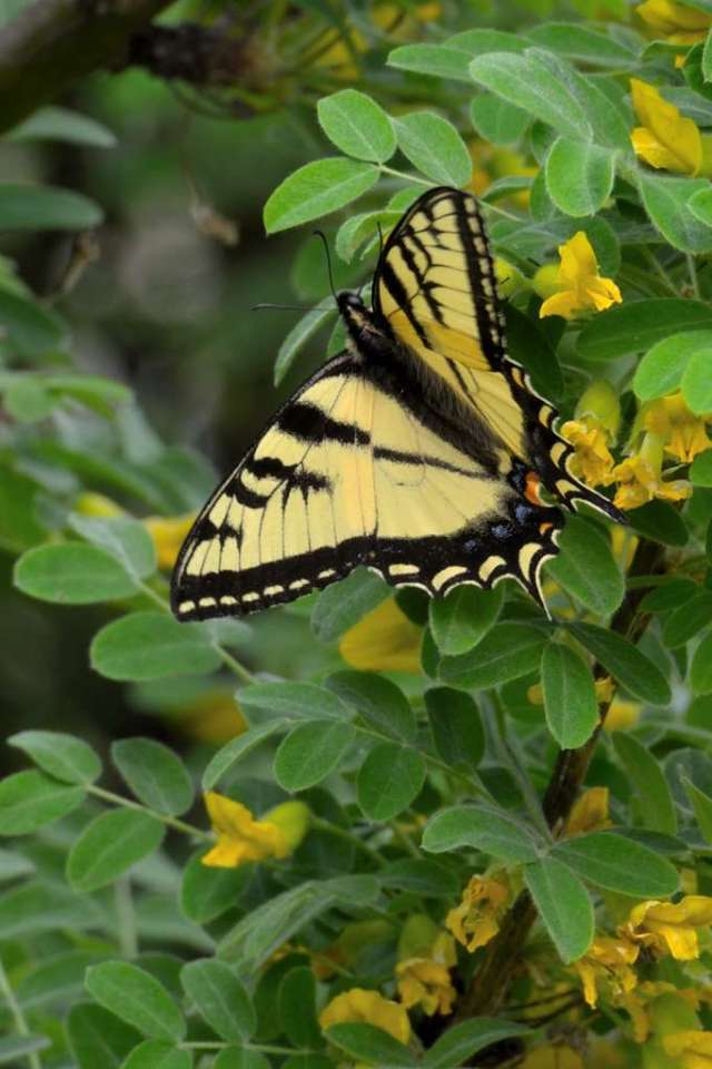 Swallowtail butterfly