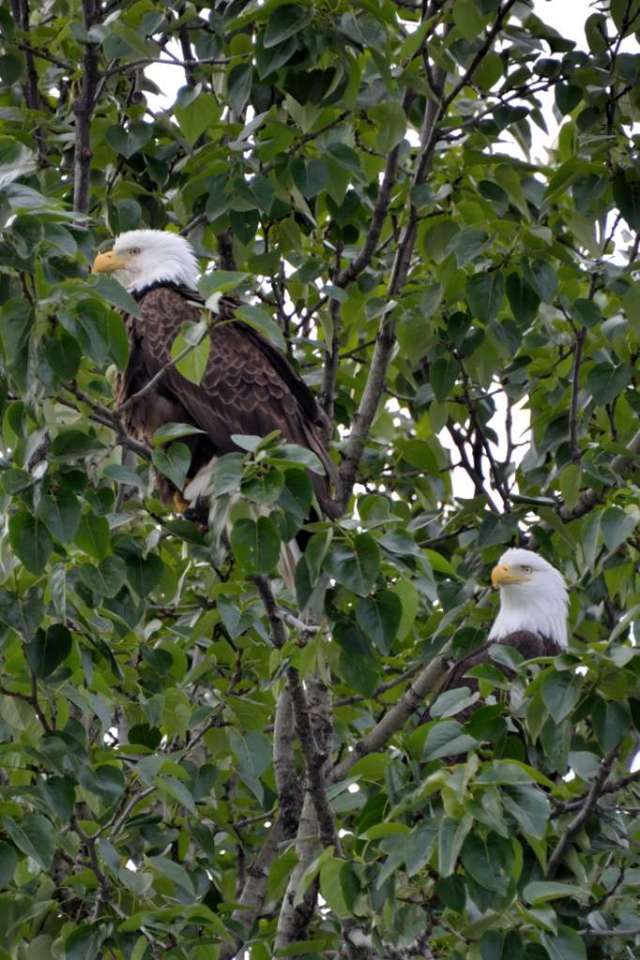 Two American Bald Eagles sharing a tree.