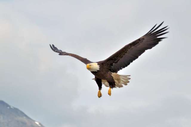 Alaska Eagle