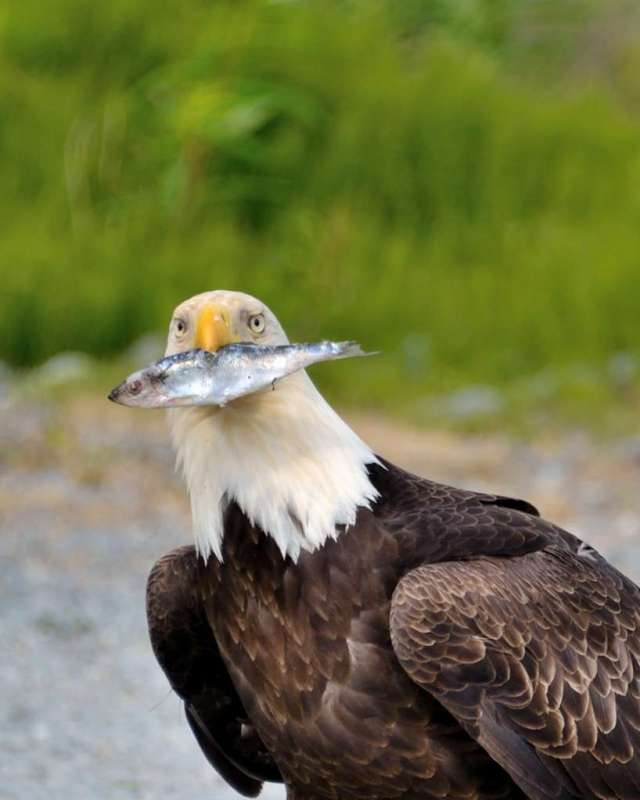 "I got my fish, see!", American Bald Eagle with fish.