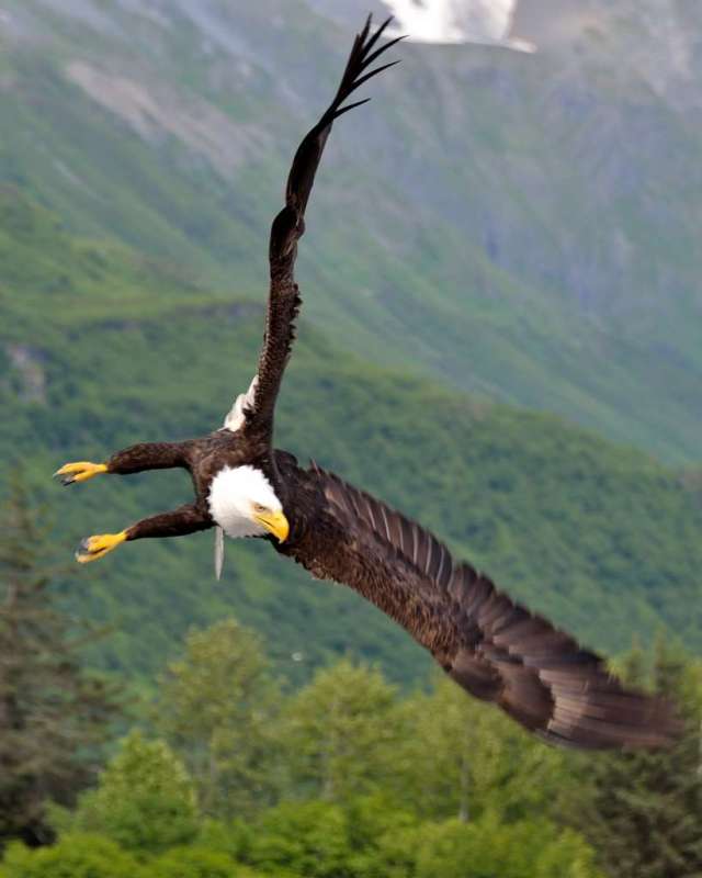 Alaska Bald Eagle Making a Turn