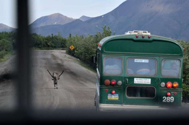Caribou leading the buses down the Parks road.