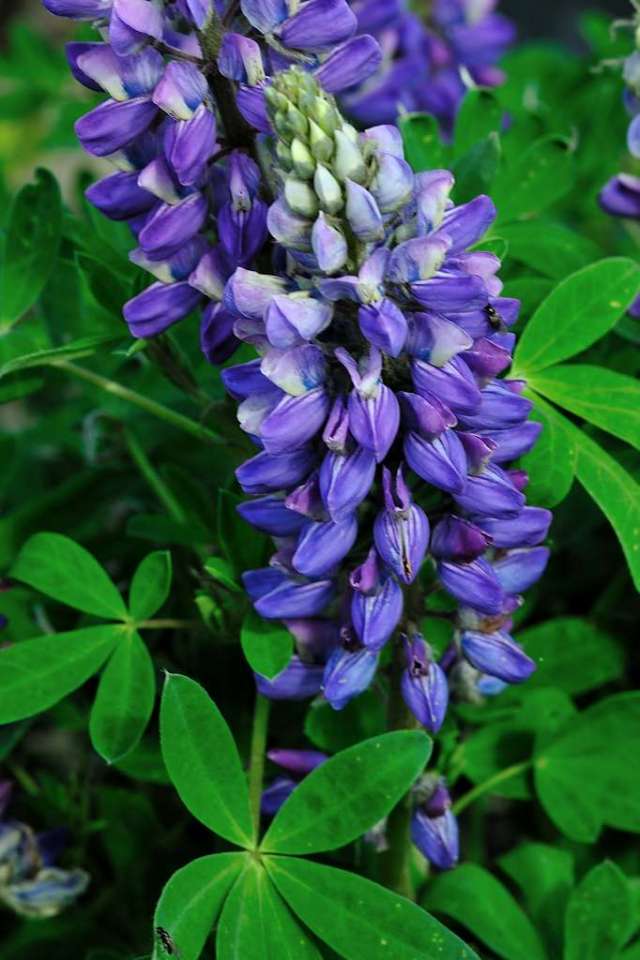 lupine