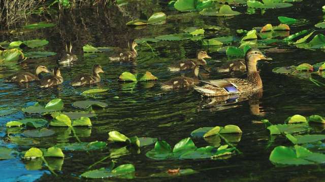 Momma Duck and most of her ten ducklings.