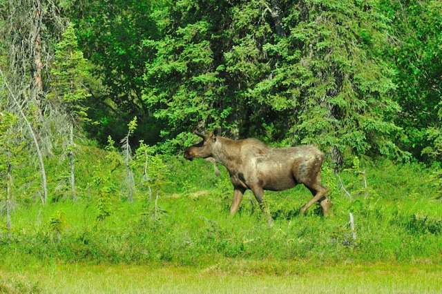 A bull moose approaching a lake.