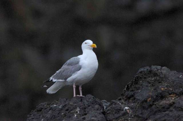 Western Gull