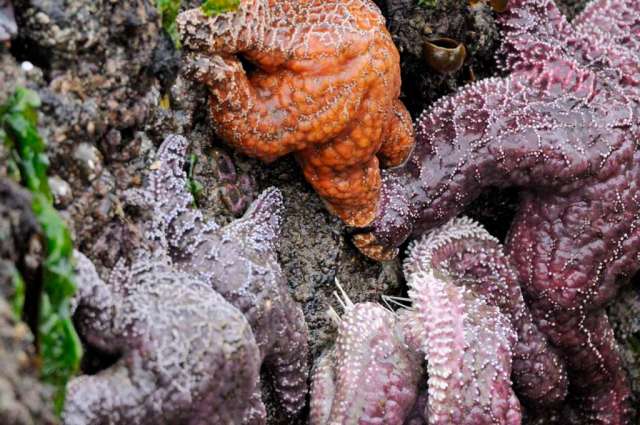 Starfish at Cannon Beach, OR