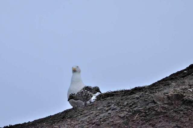 Western Gull with chicks