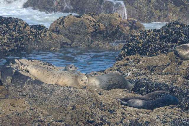 Seals from Strawberry Hill, Oregon