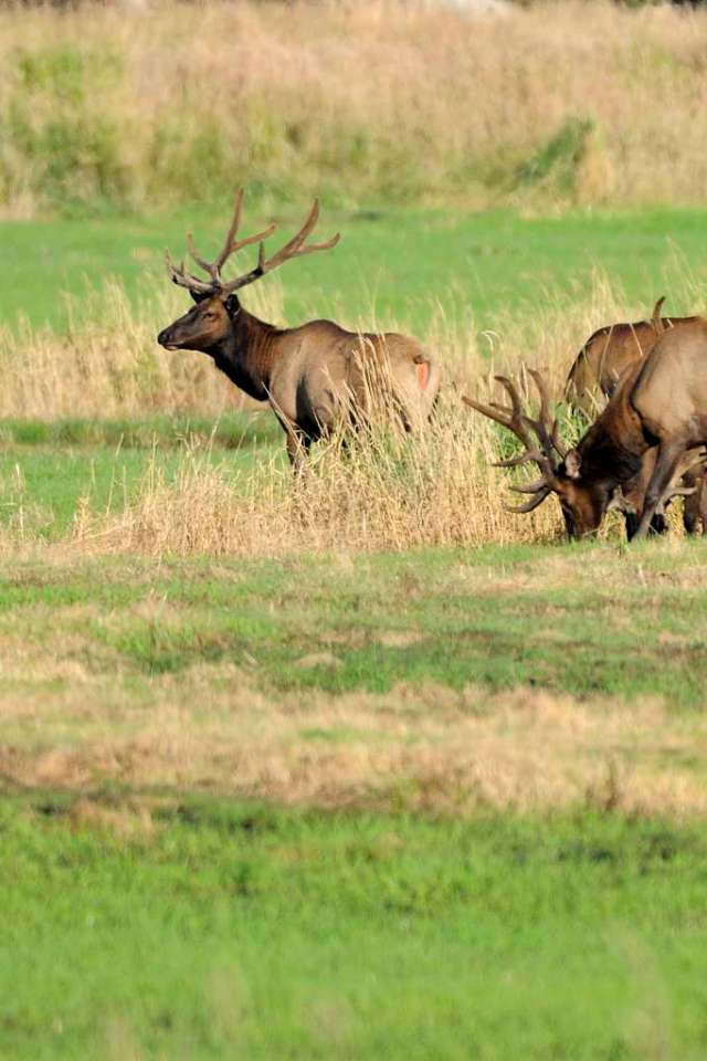 Roosevelt elk in Oregon
