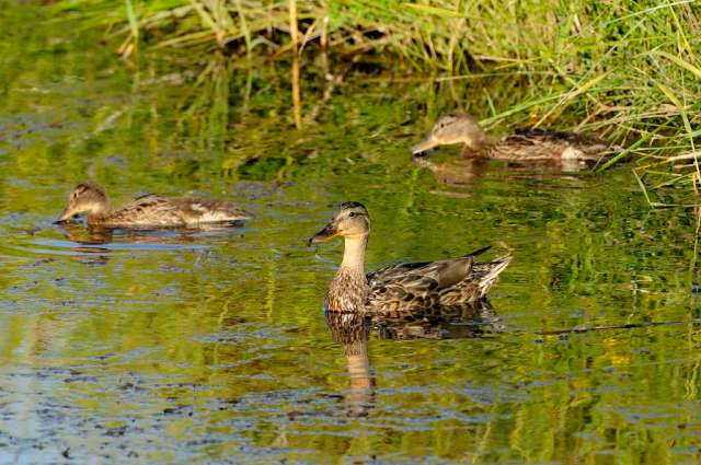 Pintail with ducklings