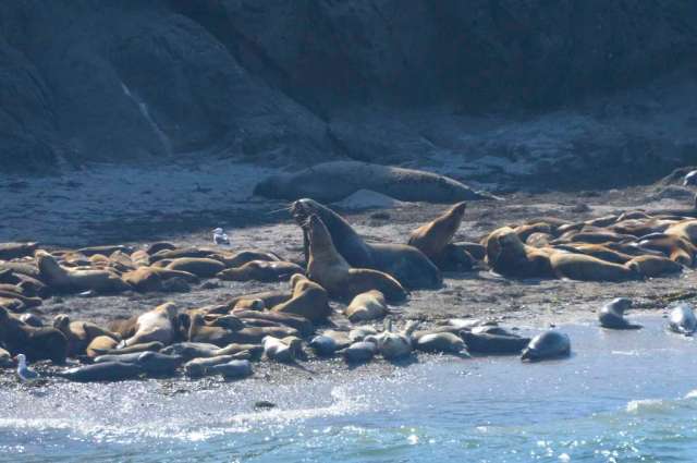 Sea Lions and Harbor Seals resting on an Oregon rock beach. Sea Lions and Harbor Seals resting on an Oregon rock beach.