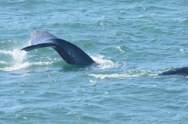 Whale tail flipping Whale tail flipping