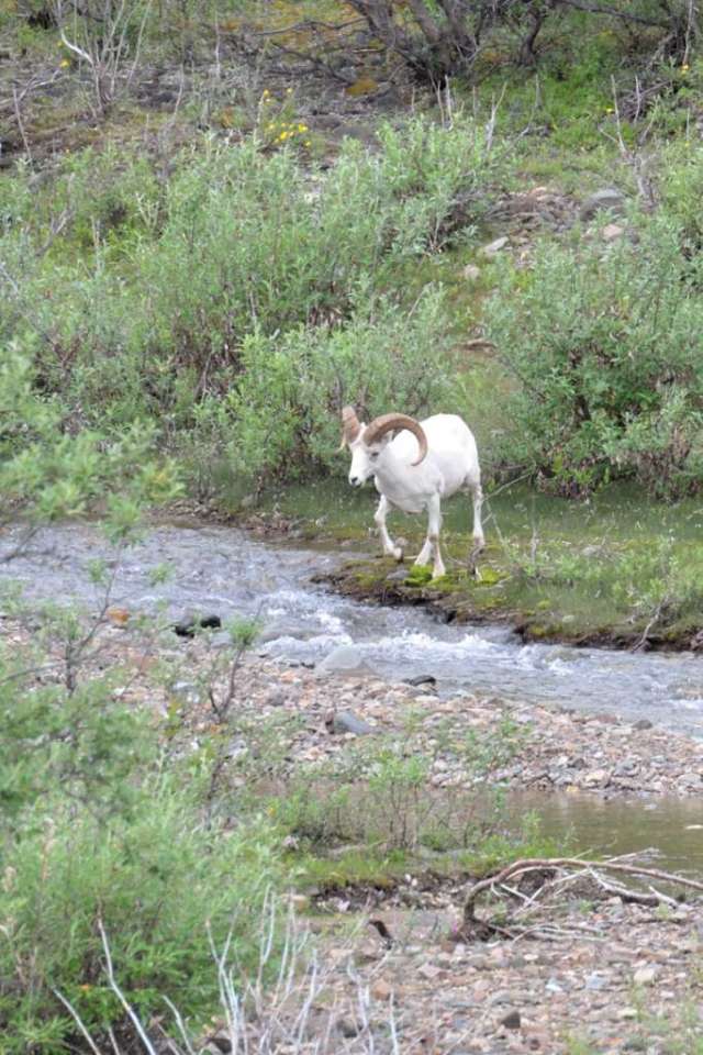 Dall Sheep ram crossing a creek in Denali National Park. Dall Sheep ram crossing a creek.