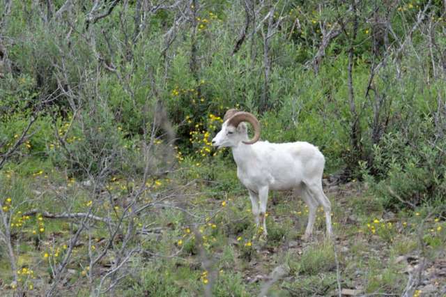 Dall ram in the valley surrounded by flowers.
