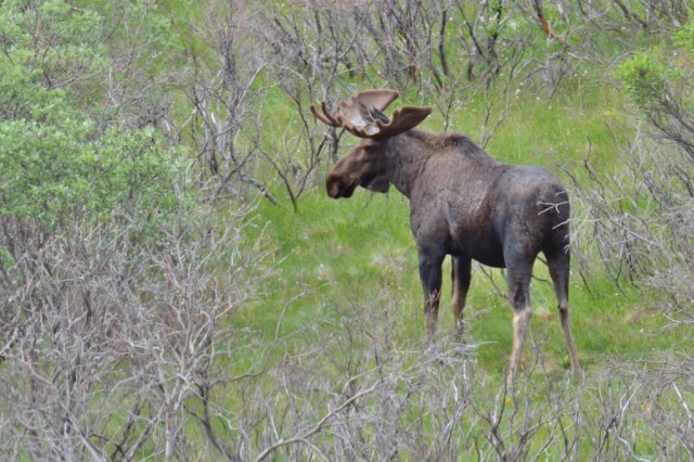 Bull Moose with Paddles in velvet in Denali National Park Bull Moose with Paddles in velvet in Denali National Park