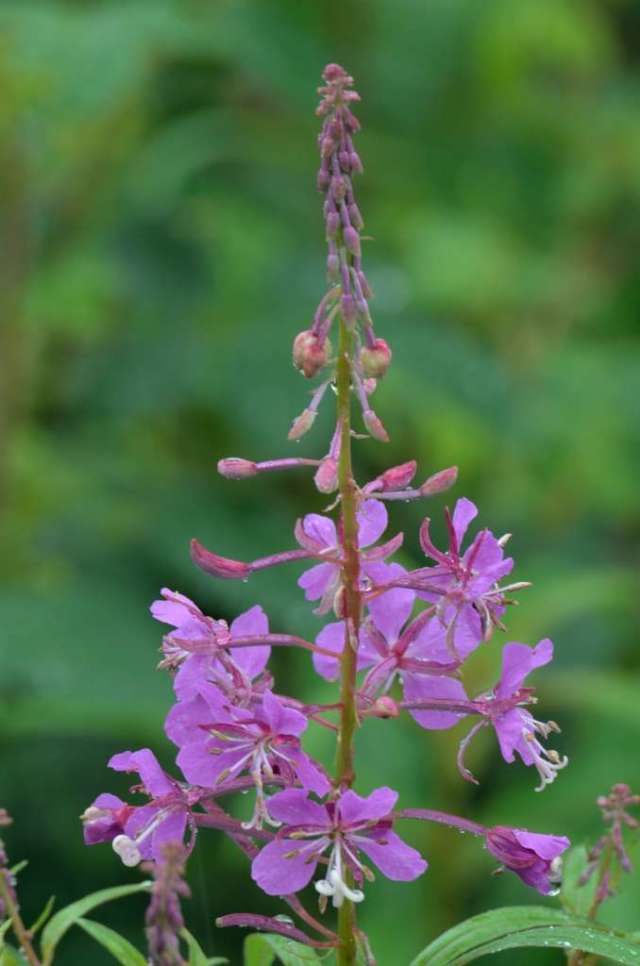 Fireweed, plentiful along Alaska's Highways