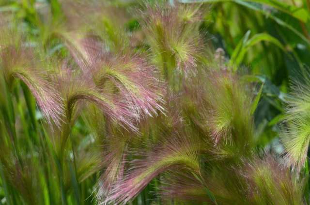 Pink grass, no idea the variety