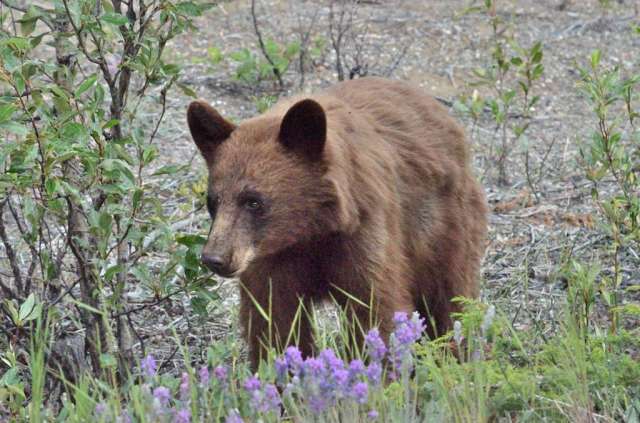 Bear, brown colored black bear we believe. Bear, brown colored black bear we believe.