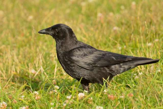 Raven in wildflowers