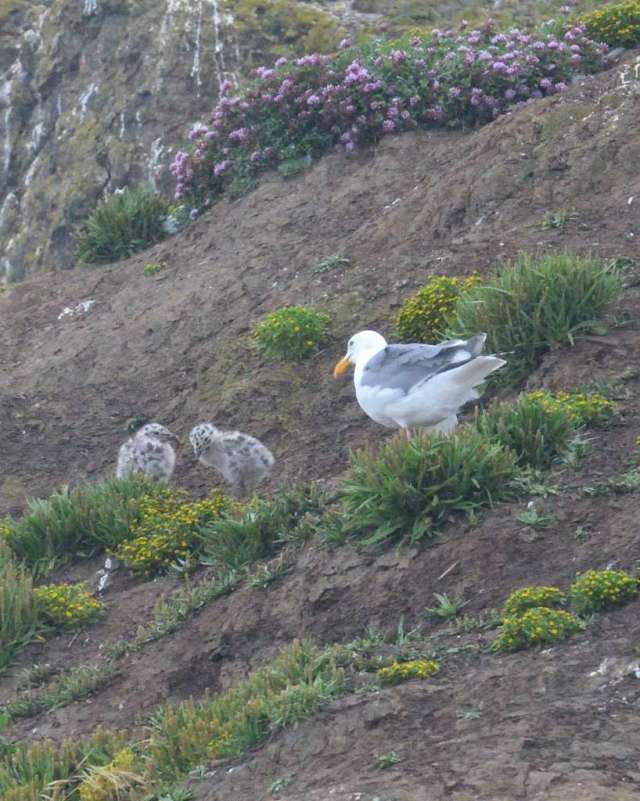 Western Gull with two chicks