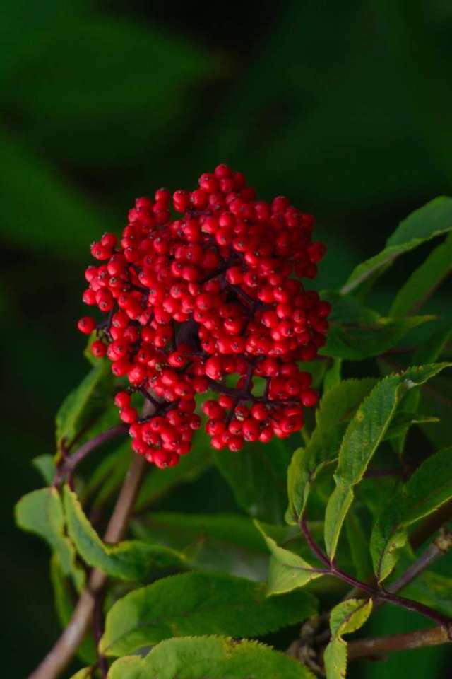 Wild Elderberry