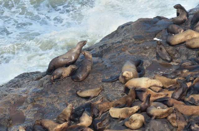 Sea Lions colony