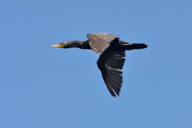A pelagic cormorant in flight