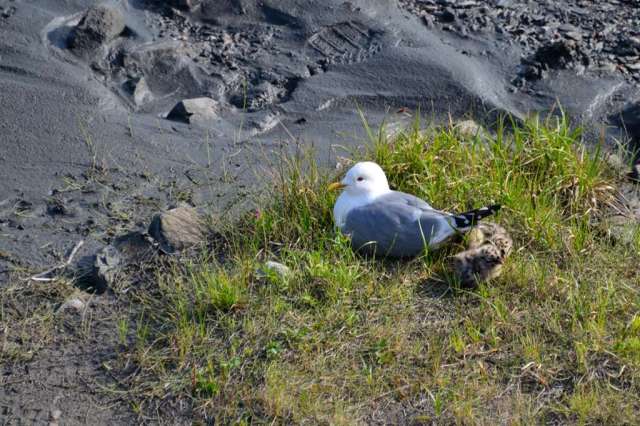 Gull with chicks in Denali National Park. Gull with chicks in Denali National Park.