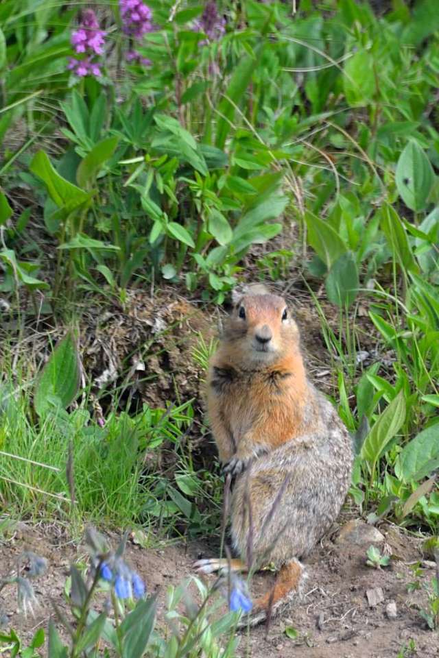 Arctic Ground Squirrel, welcomes visitors to Eilson Visitor Center