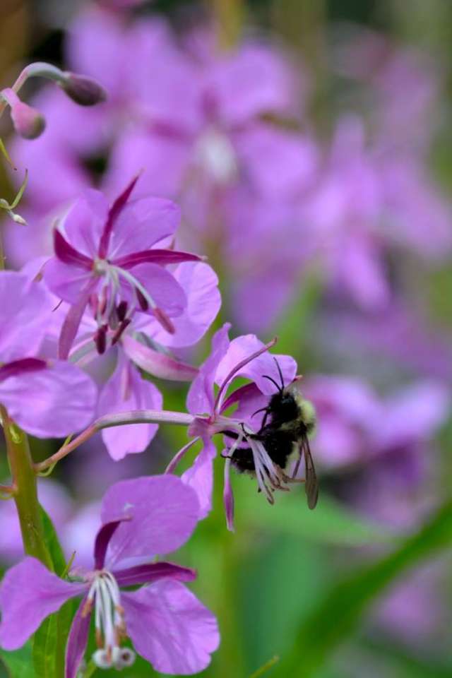 Bumblebee on Fireweed