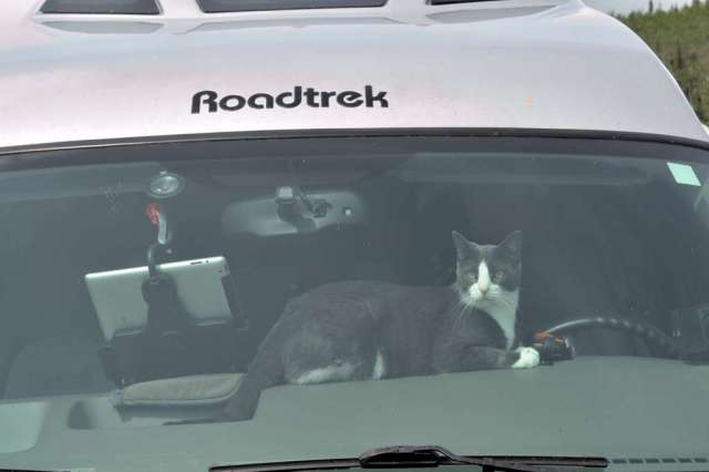 Mittens seems to want to take over the driving.