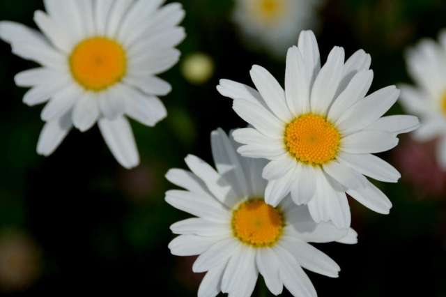Alaska also has wild daisies