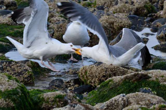 Two Western Gulls fighting
