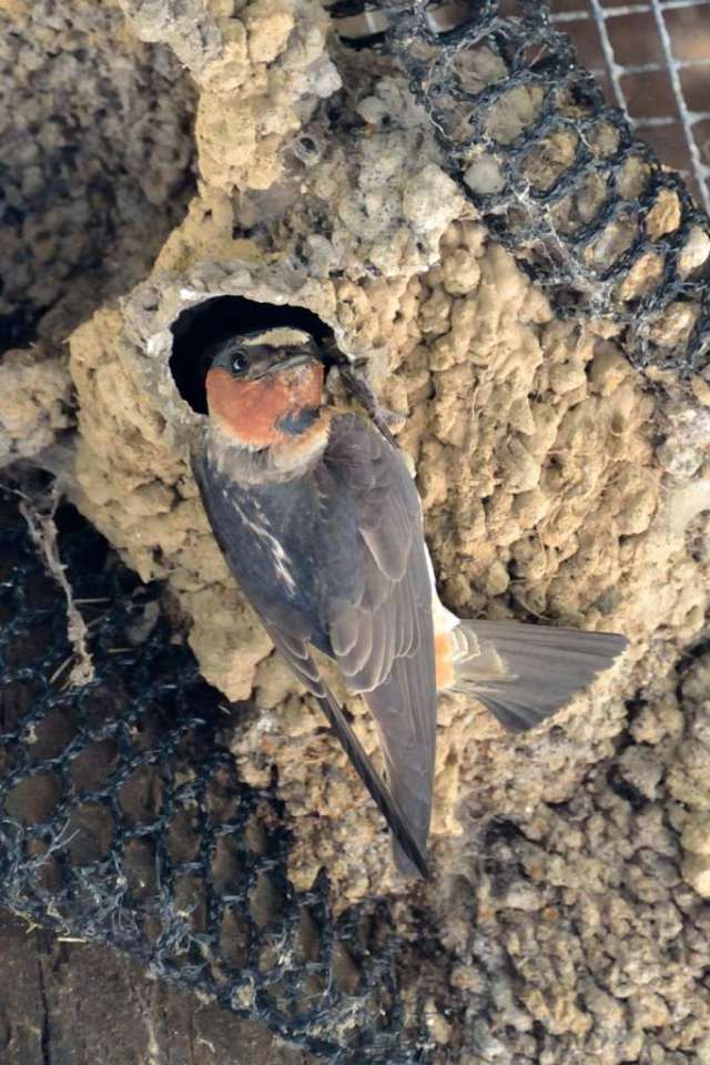 Cliff swallow at nest after feeding chicks