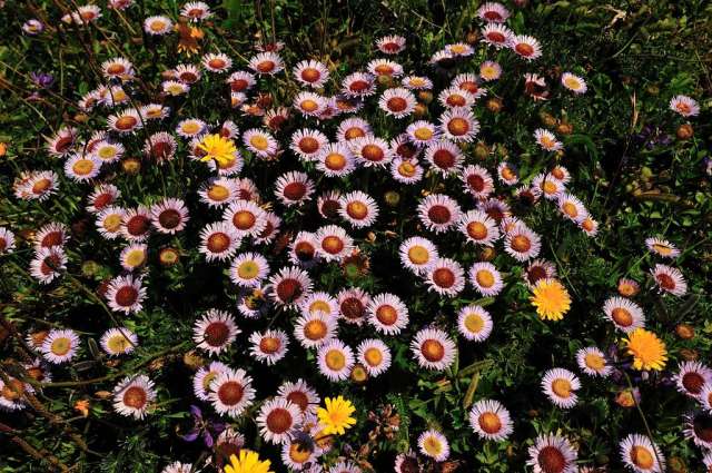 Wild lavender asters