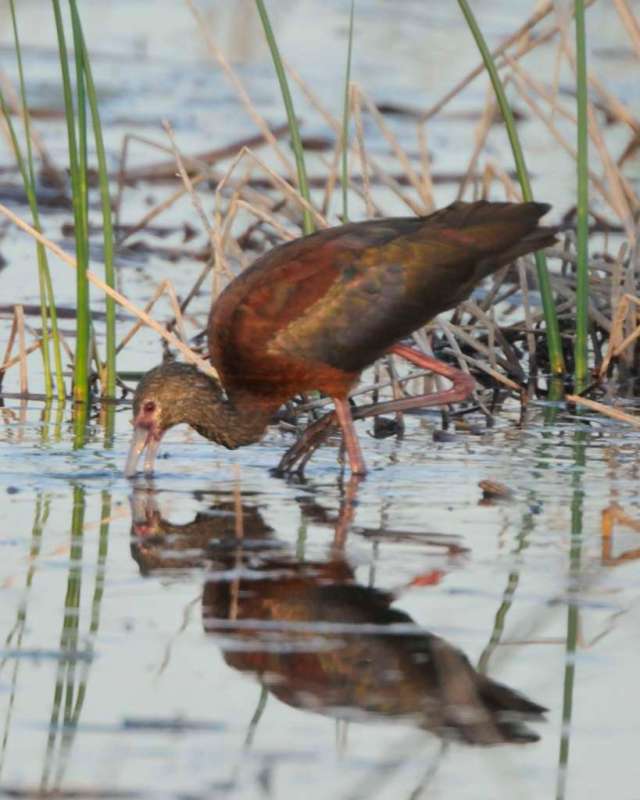 A glossy ibis at Camas NWR in Idaho A glossy ibis at Camas NWR in Idaho
