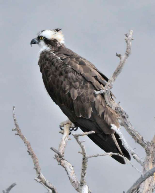 Osprey perched