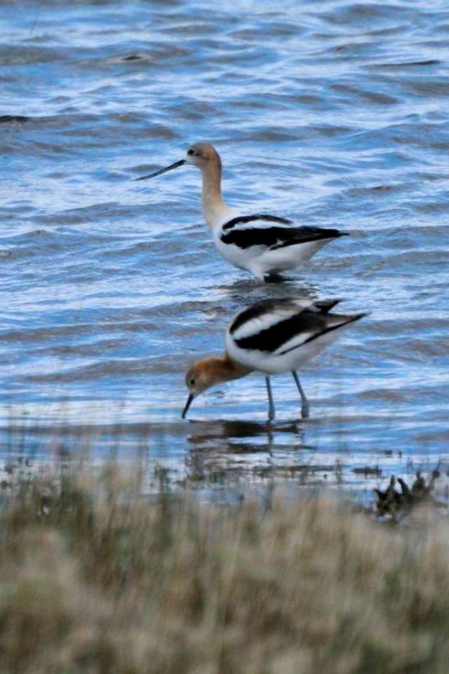 Pair of American Avocets