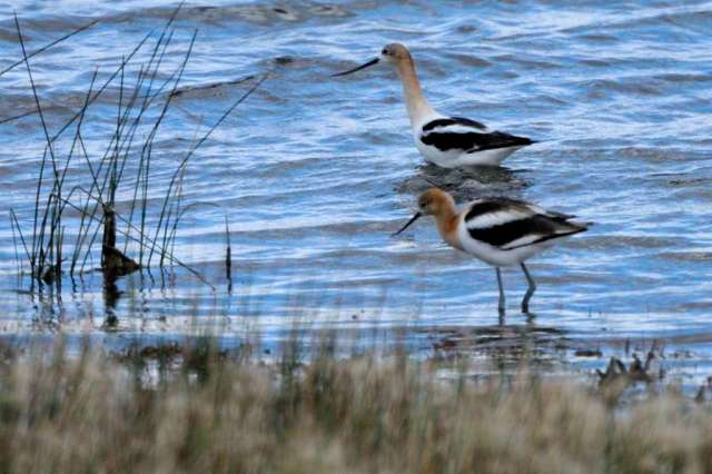 Pair of American Avocets